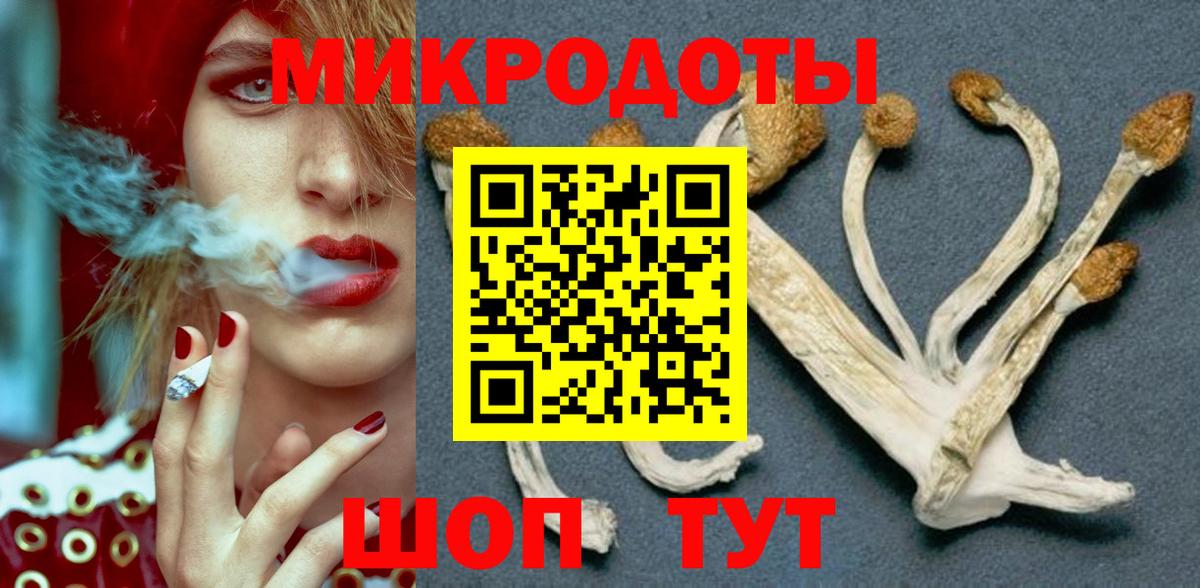 Галлюциногенные грибы Psilocybe Будённовск